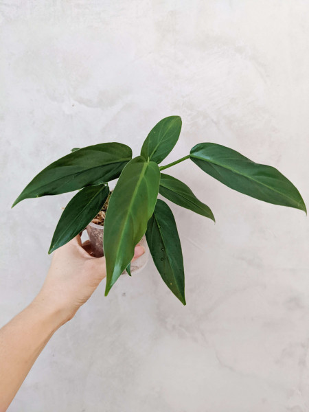 Philodendron oxapapense aff – juvenile plant – B
