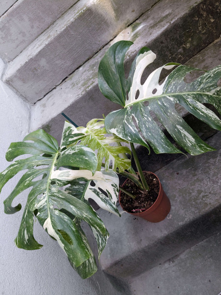 Monstera variegata - B