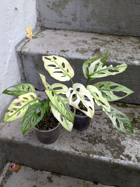 Monstera adansonii swedish ghost - medium