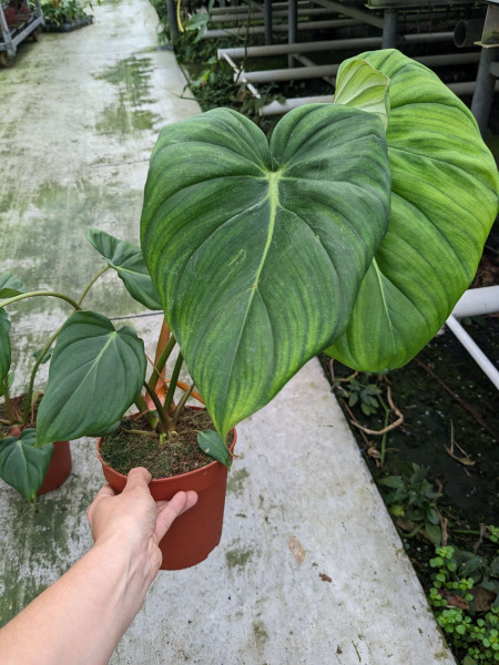 Philodendron MC Dowell