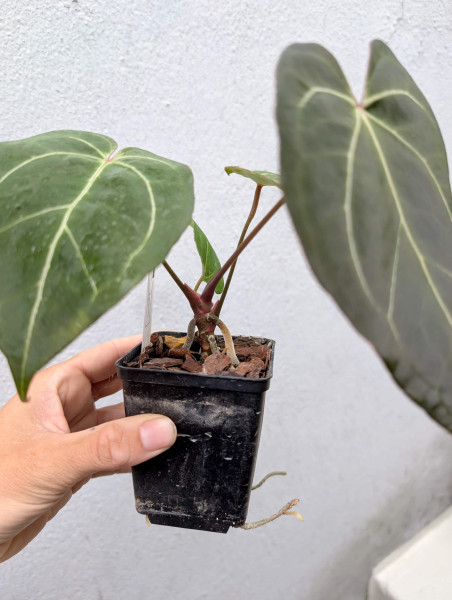 Anthurium Black Sweet self x Red Spider - selected plant B