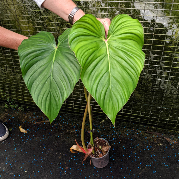Philodendron pastazanum – XL