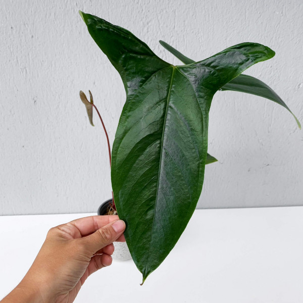 Anthurium sp Napo „Dark Form“