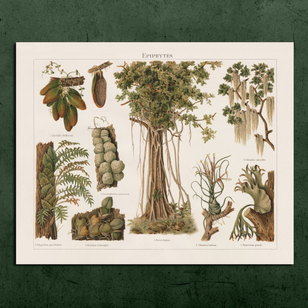 Botanical vintage print „EPIPHYTES“