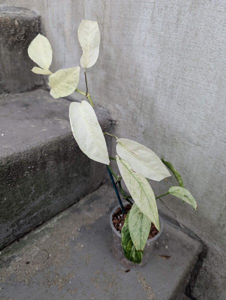 Monstera laniata mint variegata