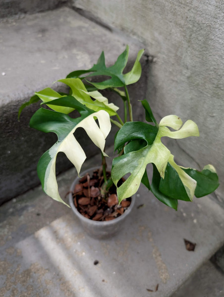 Rhaphidophora tetrasperma variegata - C