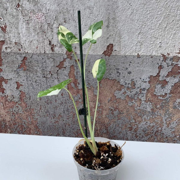 Alocasia macrorrhiza variegata - Babyplant - B