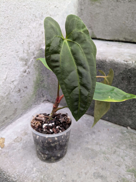 Anthurium Blue papillilaminum - A