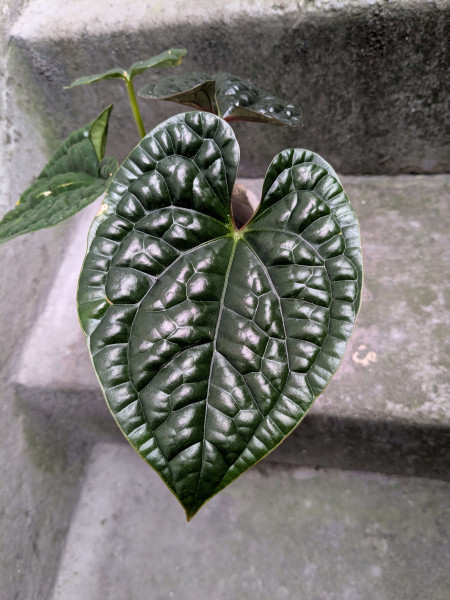 Anthurium luxurians dark - small
