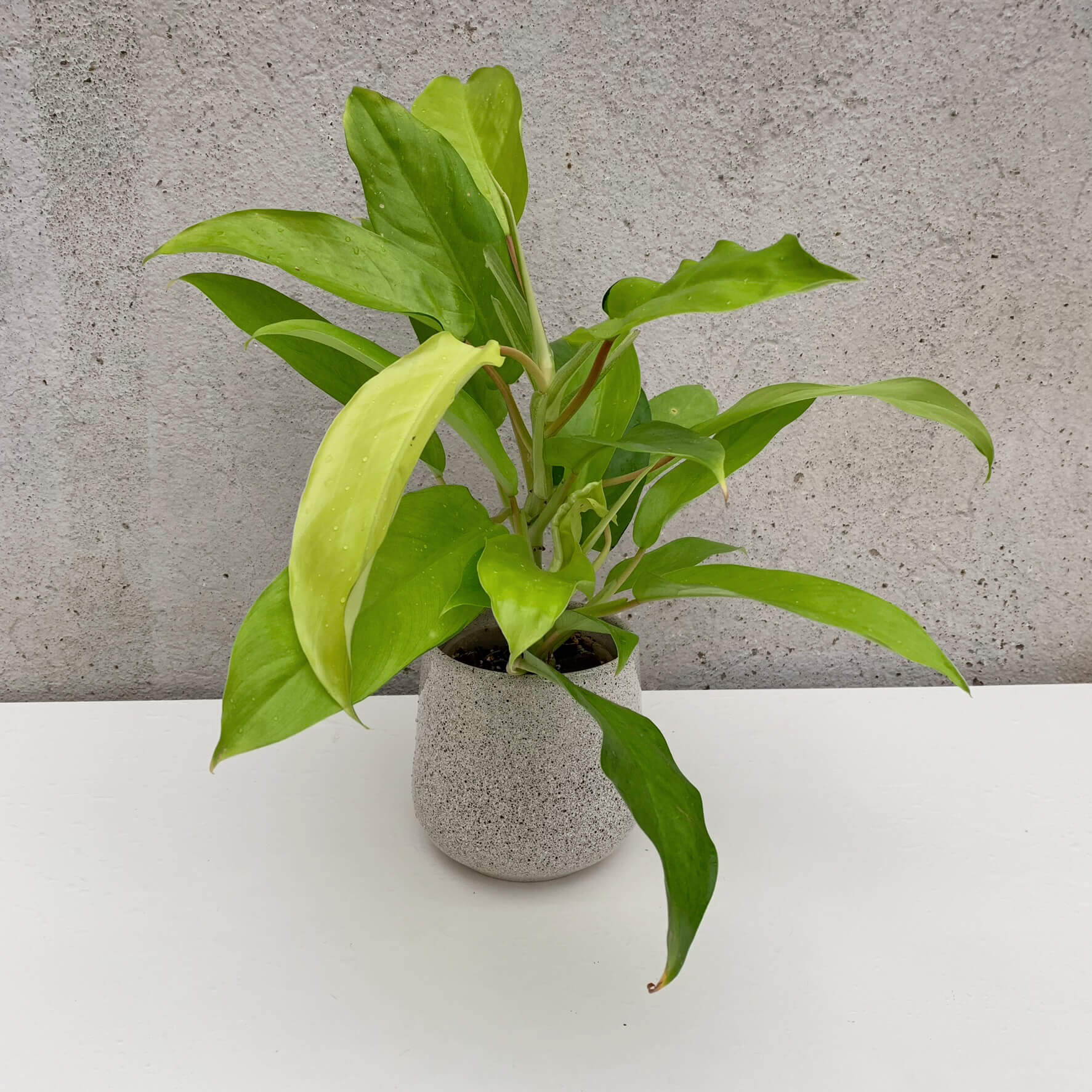 Recent order of philodendron and epipremnum from Thailand had this