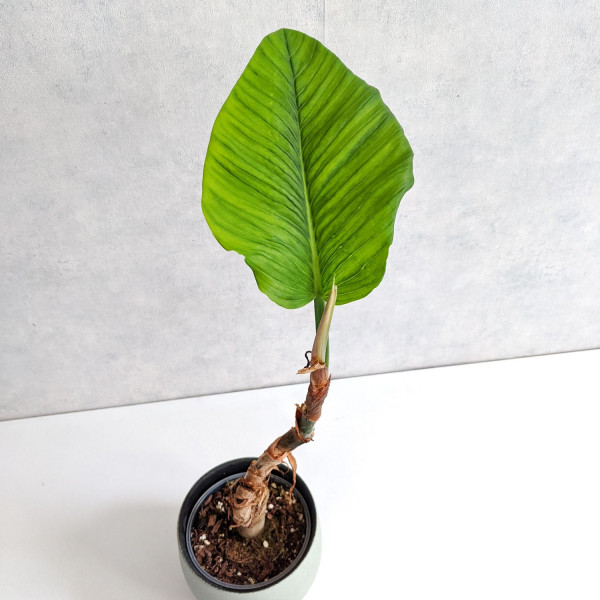 Philodendron Rugapetiolatum