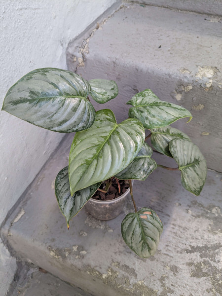 Philodendron sodiroi - small