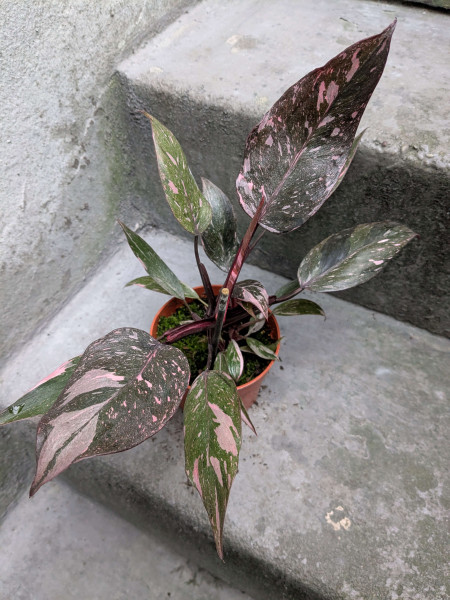 Philodendron Pink Princess marble