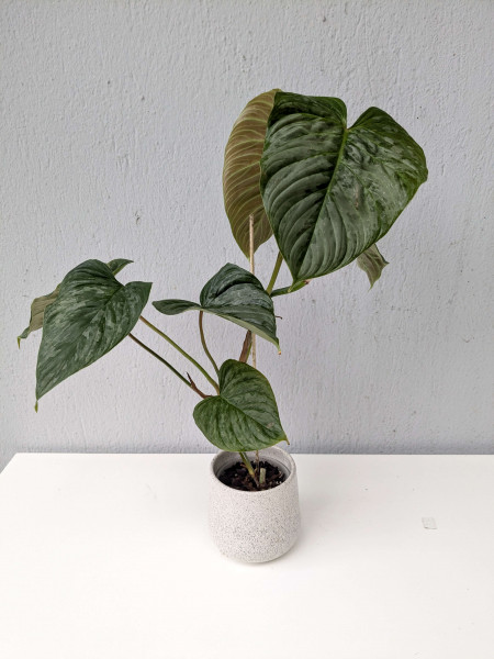 Philodendron majestic (sodiroi x verrucosum)