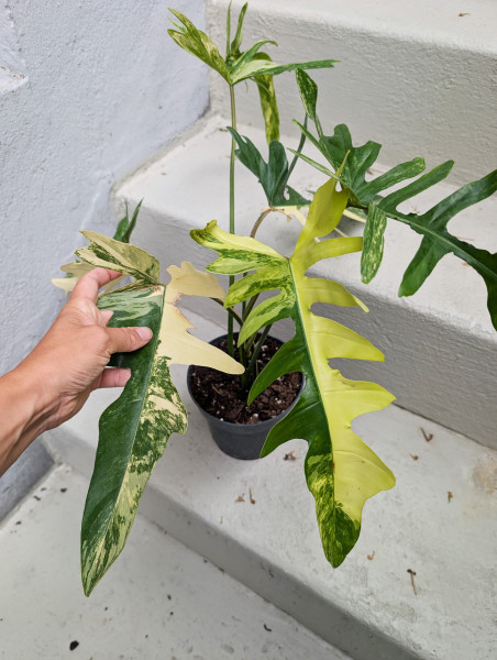 Philodendron Kitina - B