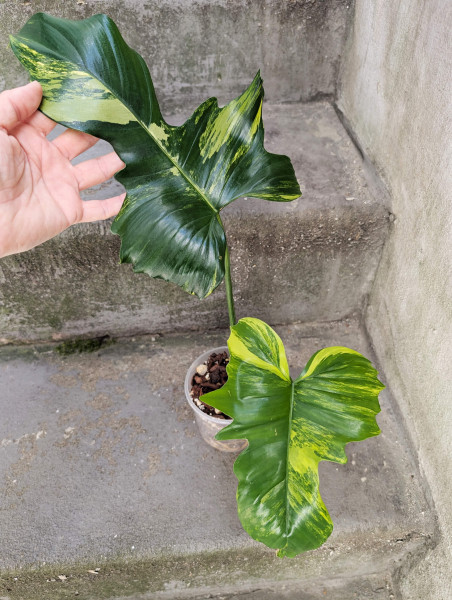 Philodendron Florida Beauty x mayoi