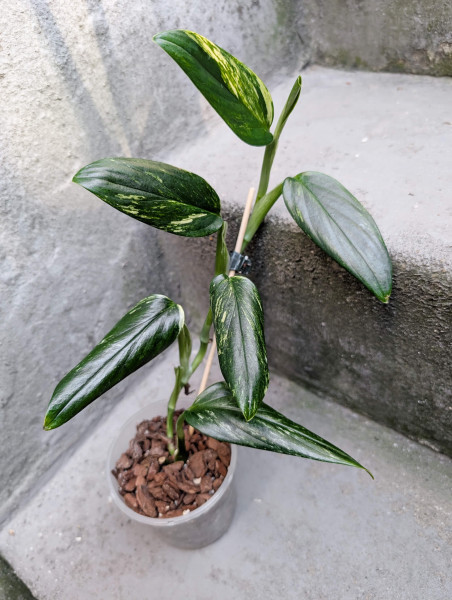 Monstera standleyana aurea variegata - B