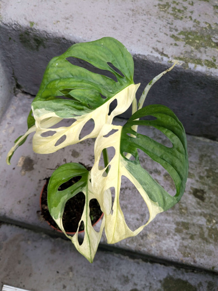 Monstera adansonii variegata - C