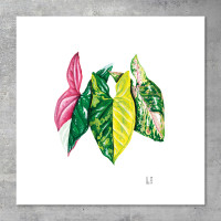We love Aroids x JB Botanical Arts „SYNGONIUM TRIO“ 40x40cm - 300g fine art print