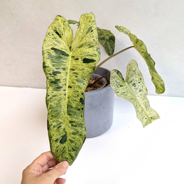 Philodendron Paraiso Verde – Big A
