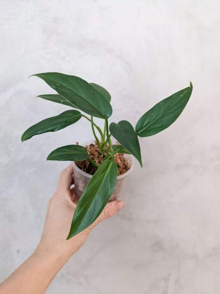 Philodendron oxapapense aff – juvenile plant – A