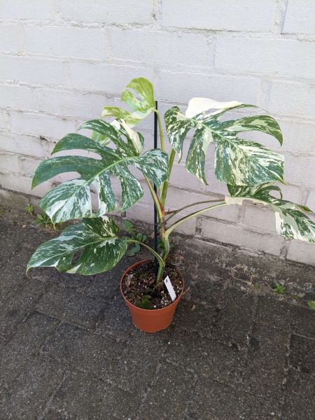 Monstera variegata - A