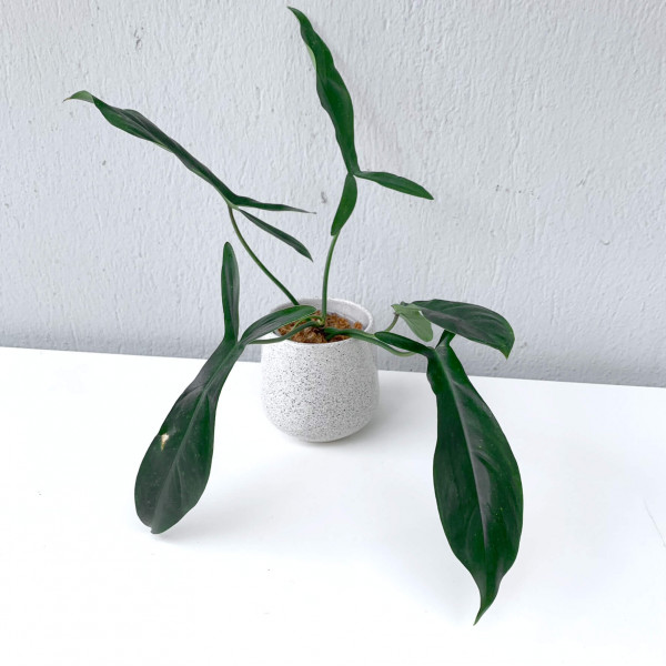 Philodendron 69686 – small