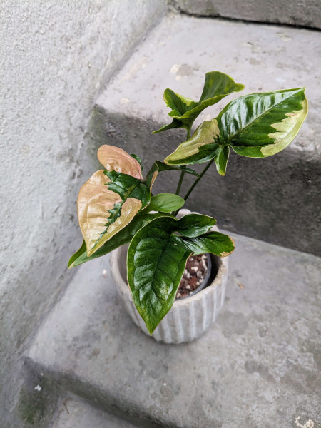 Syngonium Pink Beauty