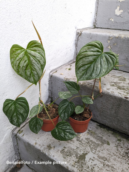 Philodendron Majestic (sodiroi x verrucosum) – small