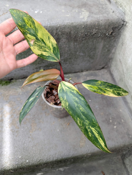 Philodendron Strawberry Shake - D