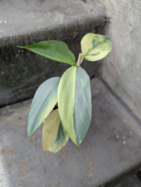 Philodendron Silver Sword variegata small - B