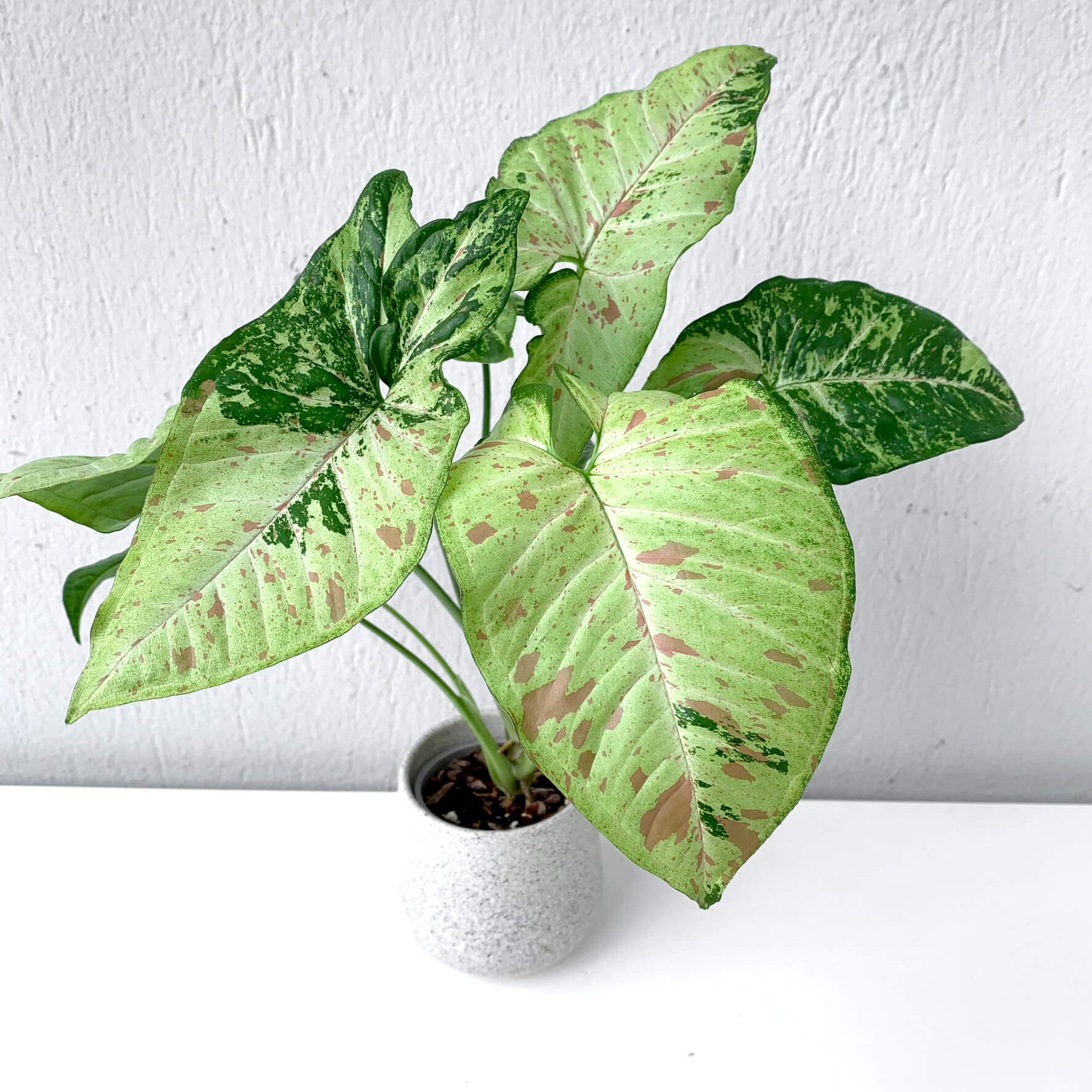 Syngonium Confetti Tricolor | variegated Plants | Plants | We Love Aroids