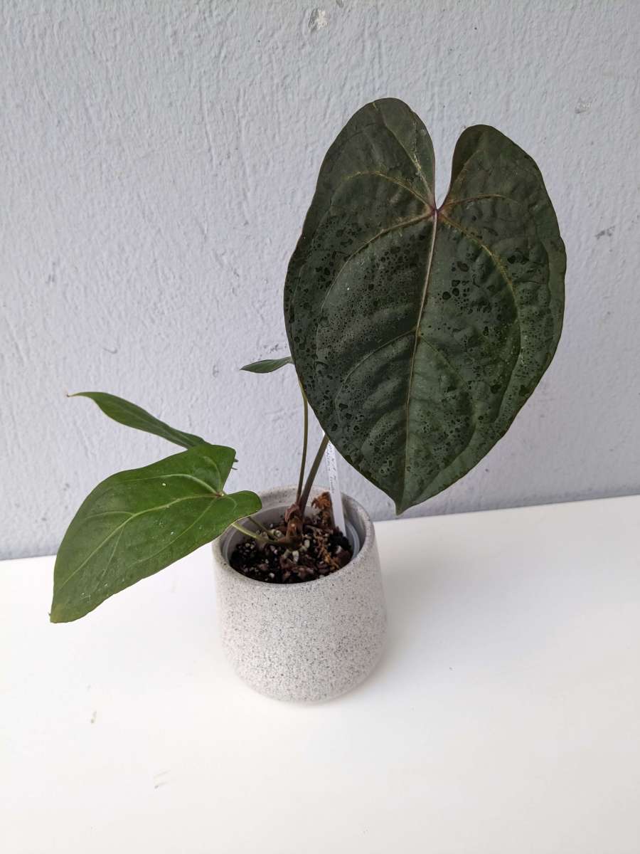 ANTH-PAPIXONEXPORTILLAEINDO-