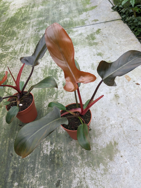 Philodendron Florida Bronze