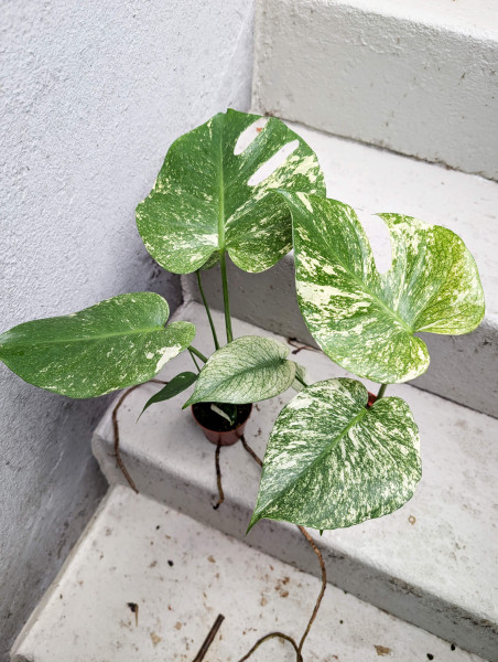 Monstera White Monster - medium