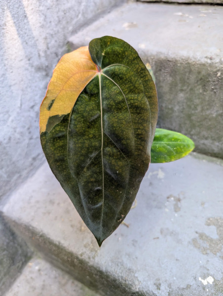 Anthurium papillilaminum variegata x antolakii / BVEP - C
