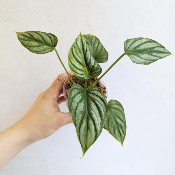 Philodendron mamei – Babyplant