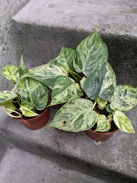 Philodendron hederaceaum oxycardium variegata