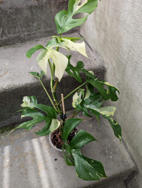Rhaphidophora tetrasperma variegata - A