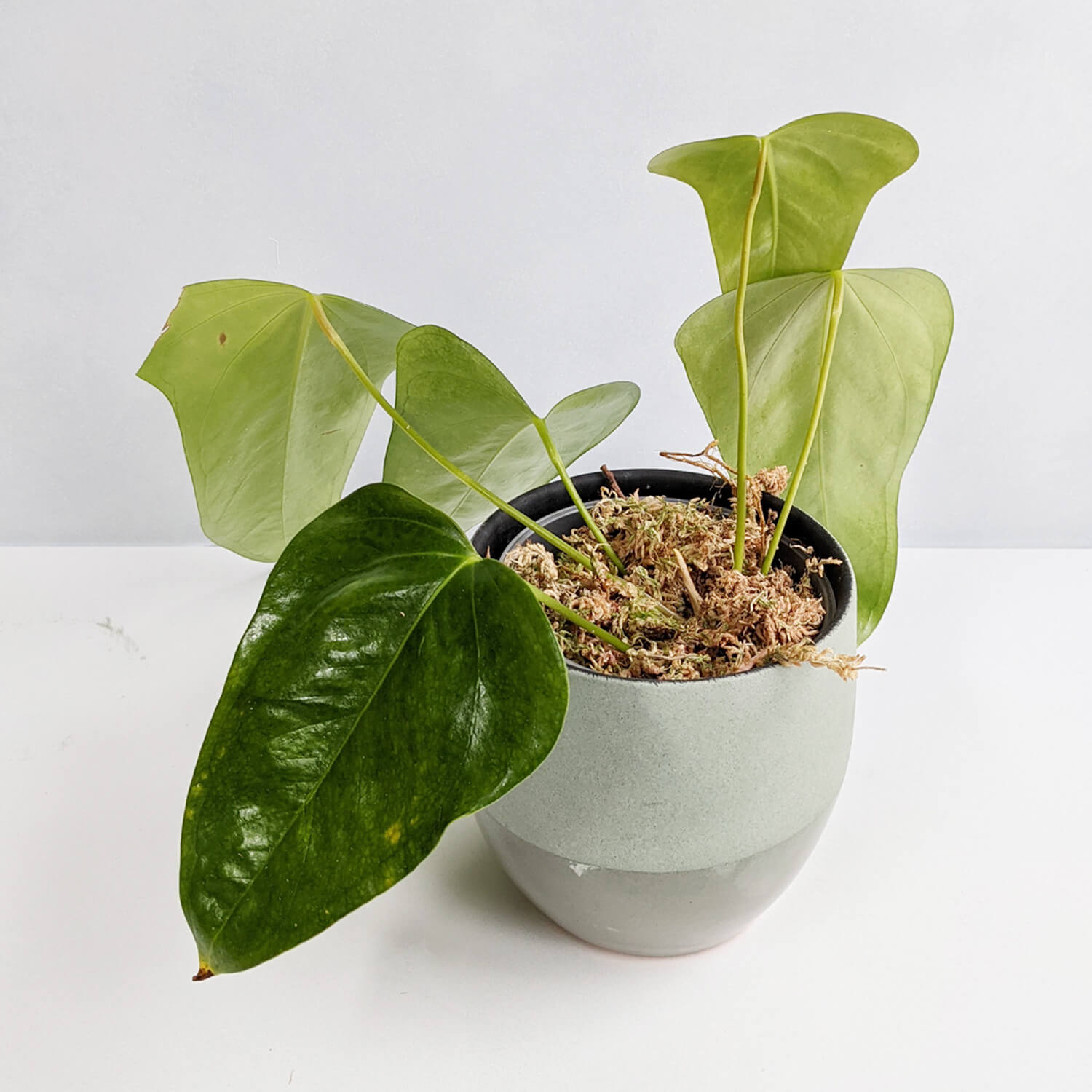 Anthurium Subsignatum | Anthurium | Plants | We Love Aroids