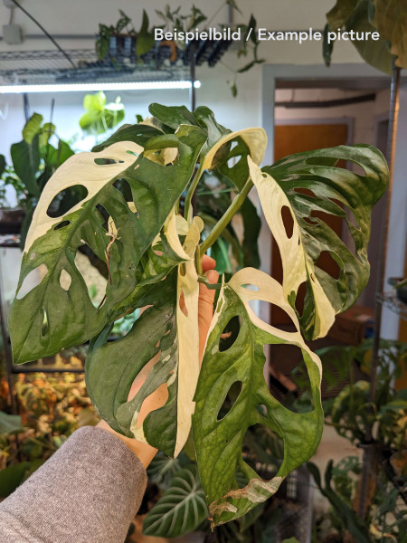 Monstera adansonii variegata - stem cutting