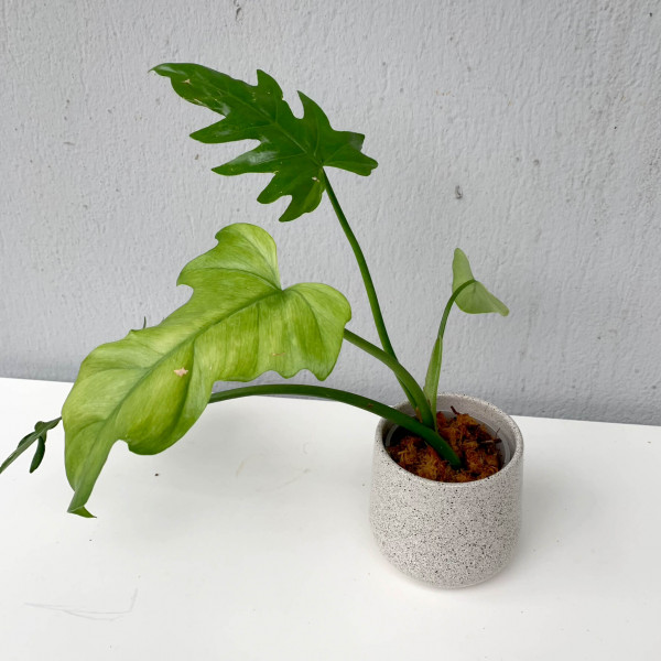 Philodendron radiatum mint variegata