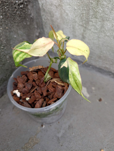 Philodendron micans pink mint marble variegata - C