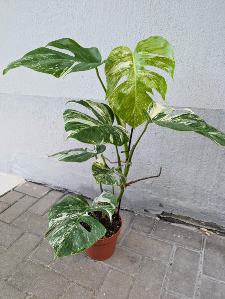 Monstera variegata - A