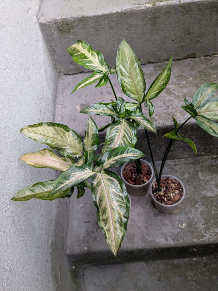 Syngonium Black Pink