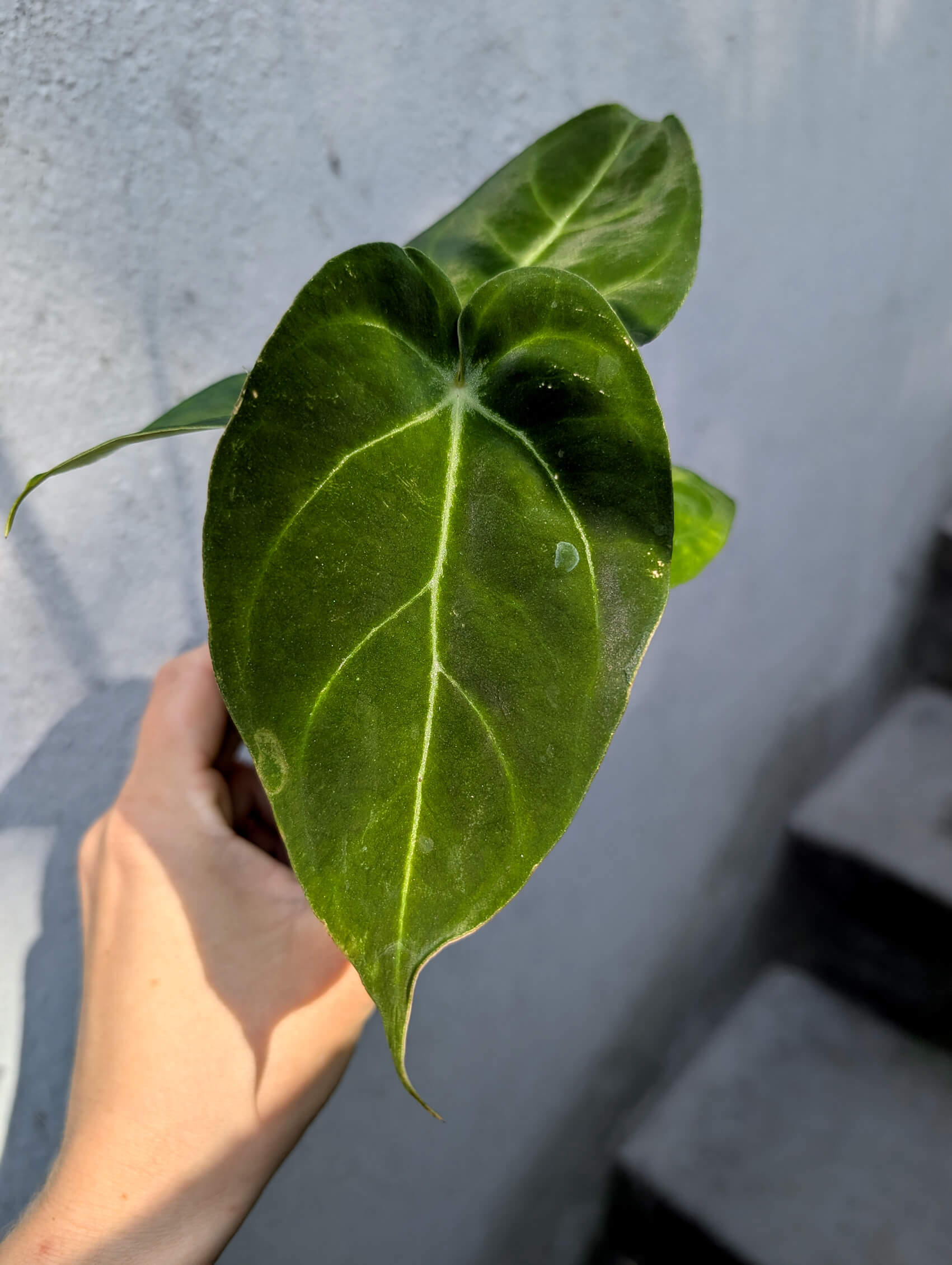 Anthurium (Red crystallinum NSE x KoS) x (papi x Goliath/Darkest