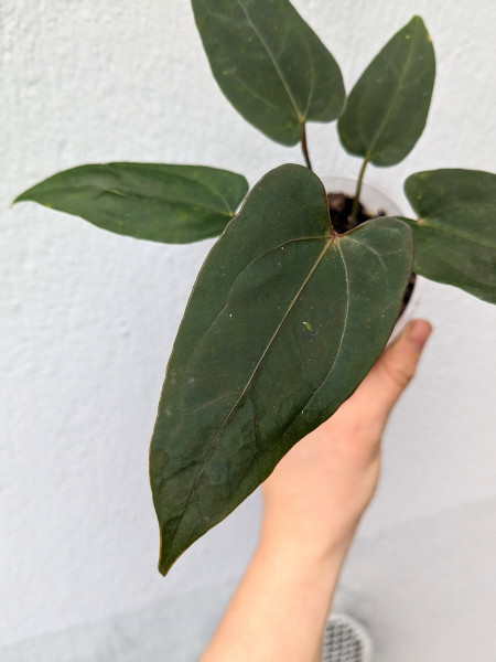 Anthurium papillilaminum blue