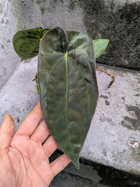 Anthurium papillilaminum x dressleri - A