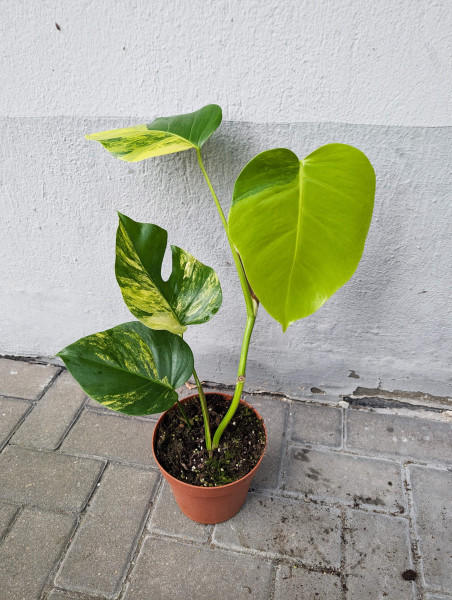 Monstera aurea variegata - F