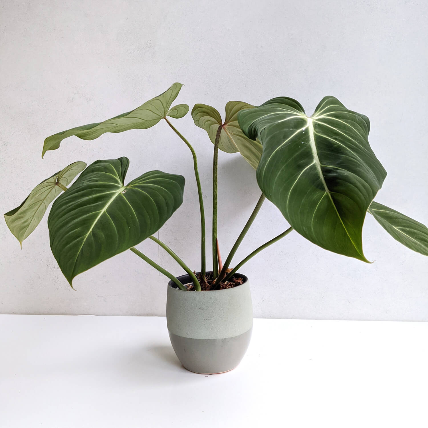 Philodendron Gloriosum – Big A 